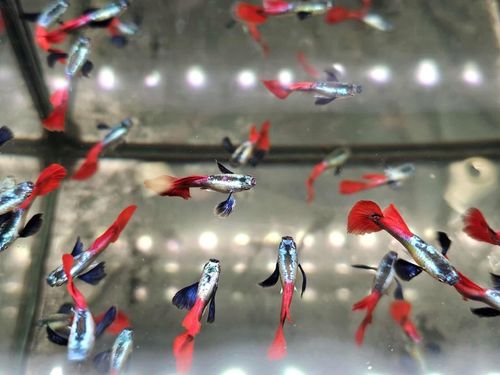 Gupik Mix samce i samice PAKIET 10 szt na Arena.pl