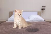 POCHŁANIACZ NEUTRALIZATOR ZAPACHÓW MOCZU KOTA ISOKOR 1L ANTI URINE CLEANER