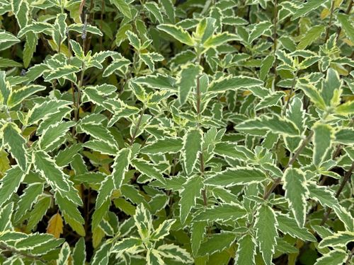 Barbula klandońska 'White Surprise' Białe Liście (Caryopteris clandonensis) na Arena.pl