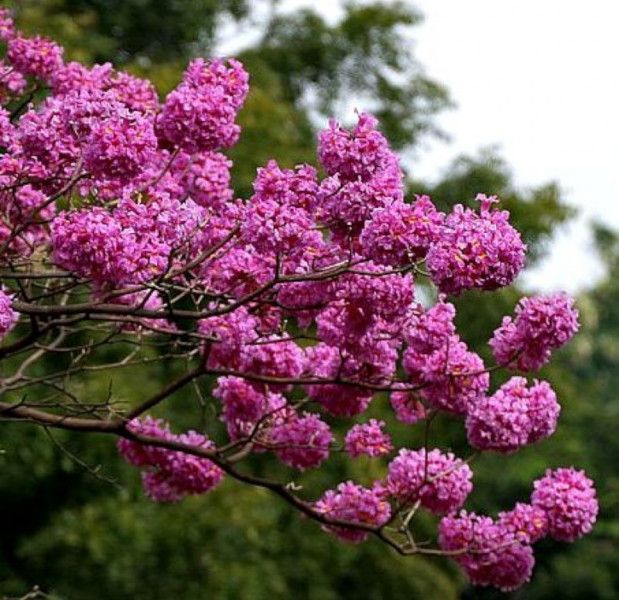 LAPACHO CZERWONE Tabebuia avellanedae - NASIONA 140 sztuk - 10g. zdjęcie 2