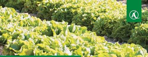 ŚRODEK GRZYBOBÓJCZY OPRYSK SCORPION 325 SC 500ML PARCH ZGNILIZNA PLEŚŃ na Arena.pl