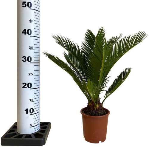 CYKAS (CYCAS) 40 cm na Arena.pl