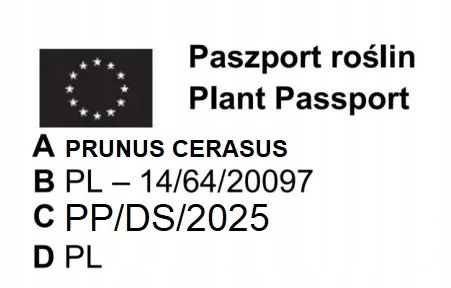 JABŁOŃ GRUSZA CZEREŚNIA WIŚNIA BRZOSKWINIA MORELA KOLUMNOWE PAKIET 6 na Arena.pl