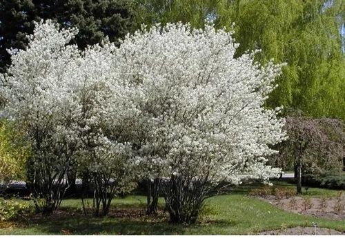 ŚWIDOŚLIWA - sadzonki 20 / 30 cm na Arena.pl