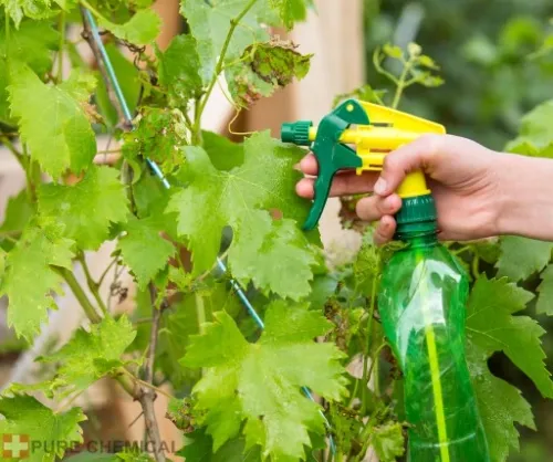 OLEJEK NEEM NIERAFINOWANY TŁOCZONY NA ZIMNO 500ml na Arena.pl