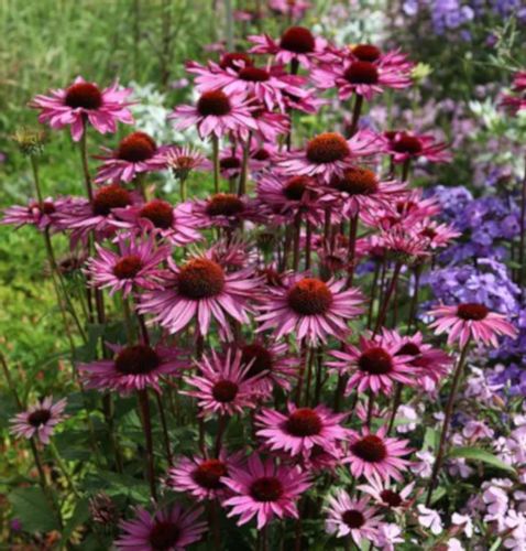 JEŻÓWKA Rubinstern Ruby Star - sadzonki w don. !!! na Arena.pl