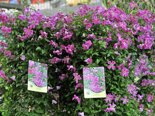 Powojnik Clematis Krakowiak C2 E na Arena.pl