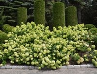 Hortensja bukietowa 'Little Lime MINIATUROWA  PIĘKNOŚĆ DO OGRODU