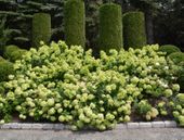 Hortensja bukietowa 'Little Lime MINIATUROWA  PIĘKNOŚĆ DO OGRODU