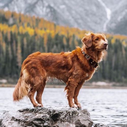 LUPPY Karma sucha dla psów Dorosłych i AKTYWNYCH z kompleksem WITAMIN na Arena.pl