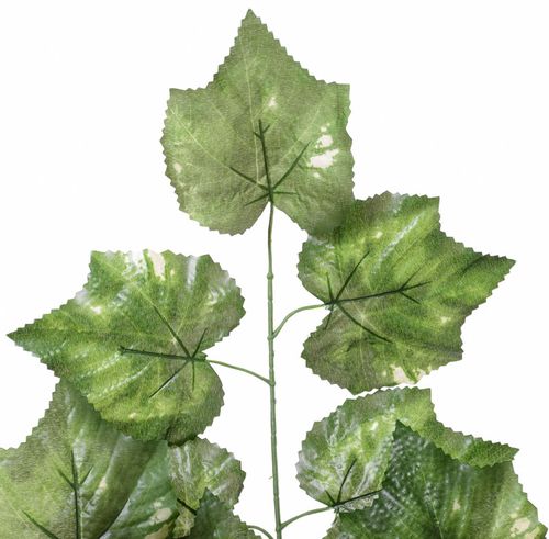 Gałązka duża klon na Arena.pl