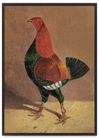 Plakat kura ilustracja 30x40 cm w czarnej ramie