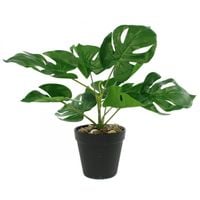 Monstera  w doniczce 11 x 30cm