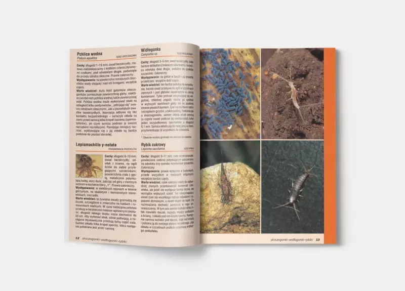 Atlas owadów zdjęcie 5