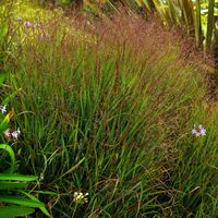 Proso rózgowate 'Hanse Herms' (Panicum virgatum)