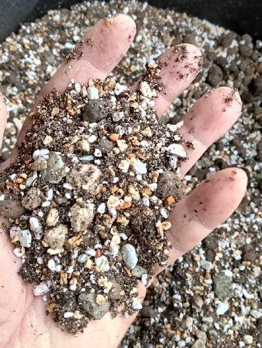 Botanic Soil Succulent 10l Podłoże do sukulentów,bigos ziemia na Arena.pl