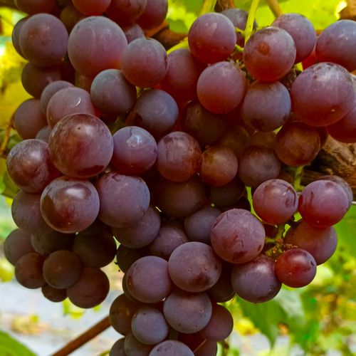 Winorośl 'Swenson Red' (Vitis) w doniczkach P11, wysokość 50-70 cm na Arena.pl