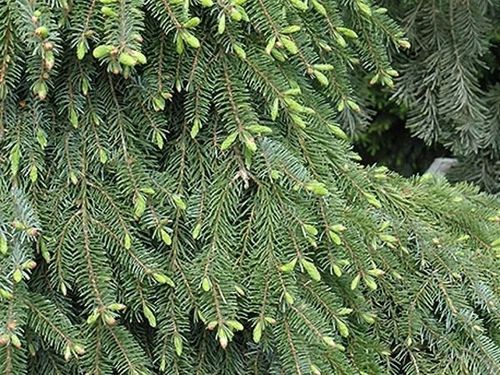 Świerk serbski PENDULA Picea omorika Płaczący na Arena.pl