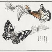 Plakat 60x60cm Ilustracje Motyle Morimoto Toko Japoński Vintage do Salonu
