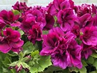 Pelargonia angielska GRANDIFLORUM Aristo Burgundy sadzonki