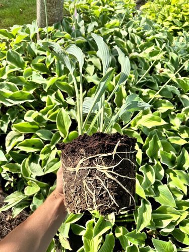 Funkia Hosta 'Regal Splendor' W DONICZCE 5.0L, OGROMNE LIŚCIE na Arena.pl