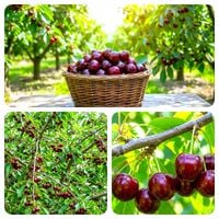 CZEREŚNIA ROSYJSKA NAJBARDZIEJ ODPORNA NA MRÓZ DUŻE ZBIORY