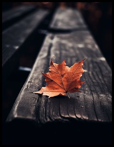 Plakat 50x65cm Pojedynczy Liść na Arena.pl