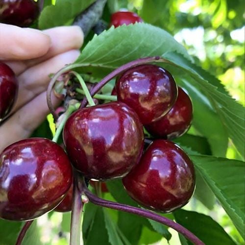 DRZEWKA OWOCOWE CZEREŚNIA TAMARA NAJWIĘKSZE SŁODKIE OWOCE SADZONKI na Arena.pl