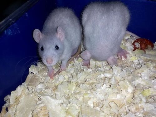 Bezpyłowe trociny ściółka ProBioBED Classic dla gryzoni, koni ODPYLONE 250l na Arena.pl