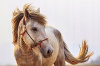 fototapety FOTOTAPETA 3d dekoracyjna koń konie