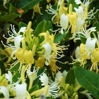Wiciokrzew japoński 'Halliana' (Lonicera) w P11, wysokość 40-60 cm