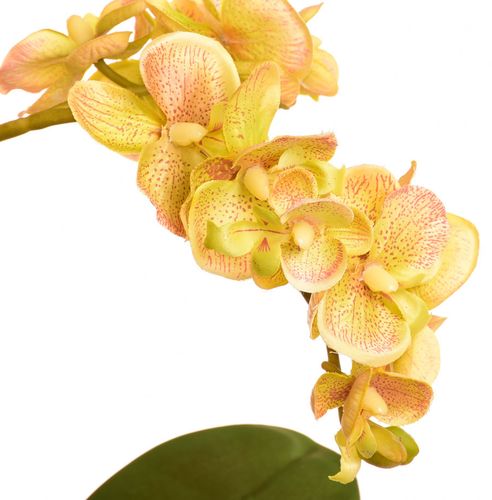 Storczyk w ceramicznej donicy na Arena.pl