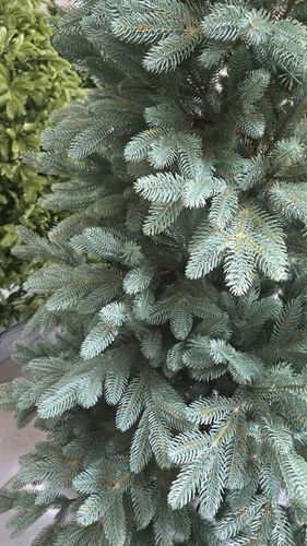 Ekskluzywna Sztuczna Choinka 100% PE 3D ŚWIERK SILVER sky 180 cm LUX na Arena.pl