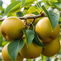 Grusza azjatycka JABŁKO-GRUSZKA bardzo słodka ODPORNA sadzonka /