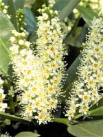 LAUROWIŚNIA Pakiet 10 sztuk - sadzonki 50 / 80 cm