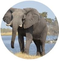 Opłatek na tort Słoń Słonik Trąbalski 18 30 40 50 60 Urodziny