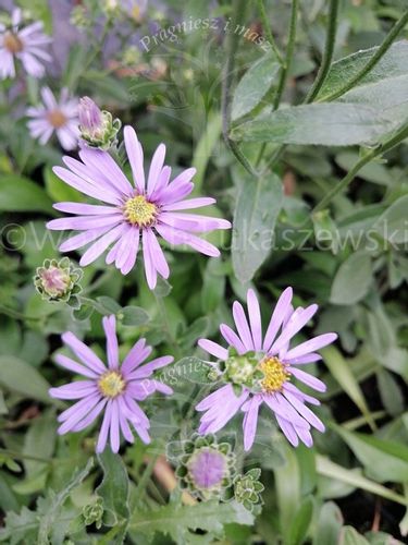 Aster gawędka sadzonka do każdego ogródka na Arena.pl