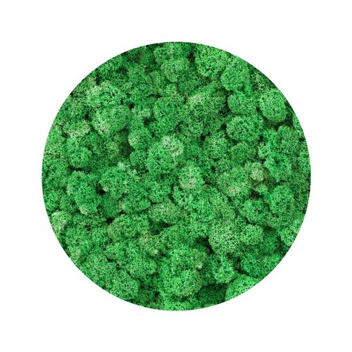 BioIce moss Dark Green Chrobotek ciemnozielony 25g na Arena.pl