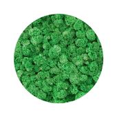 BioIce moss Dark Green Chrobotek ciemnozielony 25g