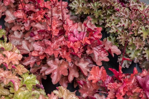 Żurawka mieszańcowa World Caffé™ Vienna - Hauchera x hybrida na Arena.pl