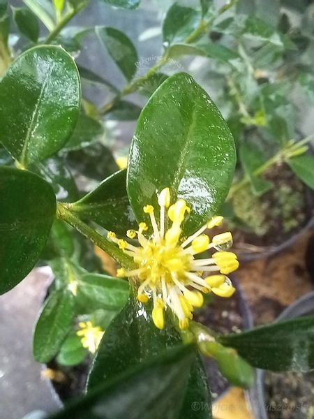 Bukszpan Pyramidalis sadzonka żywopłot donice zdjęcie 1