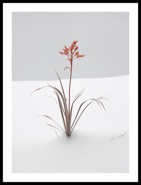 Plakat 40x55cm Subtelność Natury zdjęcie 3