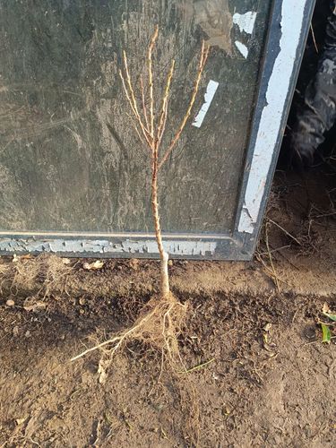 BRZOSKWINIA HARNAŚ kolumnowa - sadzonki 40 / 50 cm na Arena.pl
