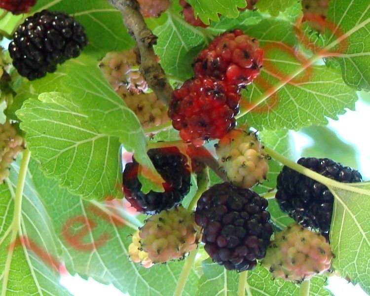 MORWA CZARNA Nigra - sadzonki w doniczkach zdjęcie 1