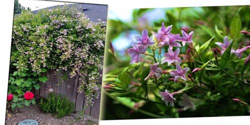 JAŚMIN STEFANA - CUDOWNIE PACHNĄCE PNĄCZE - 3 LETNIA SADZONKA 40-50CM na Arena.pl