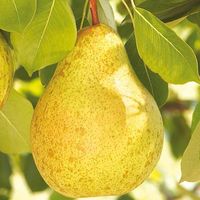 GRUSZA FAWORYTKA KLAPSA KRÓLOWA GRUSZEK ODPORNA