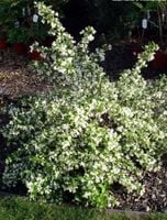 KRZEWUSZKA SNOWFLAKE - sadzonki w doniczkach