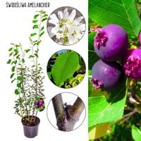 Świdośliwa Amelanchier krzewy owocowe KRZEW 40-70 cm