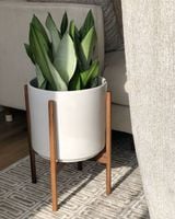 Sansewieria MOONSHINE Sansevieria WĘŻOWNICA