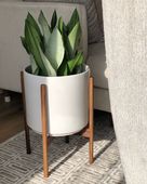 Sansewieria MOONSHINE Sansevieria WĘŻOWNICA